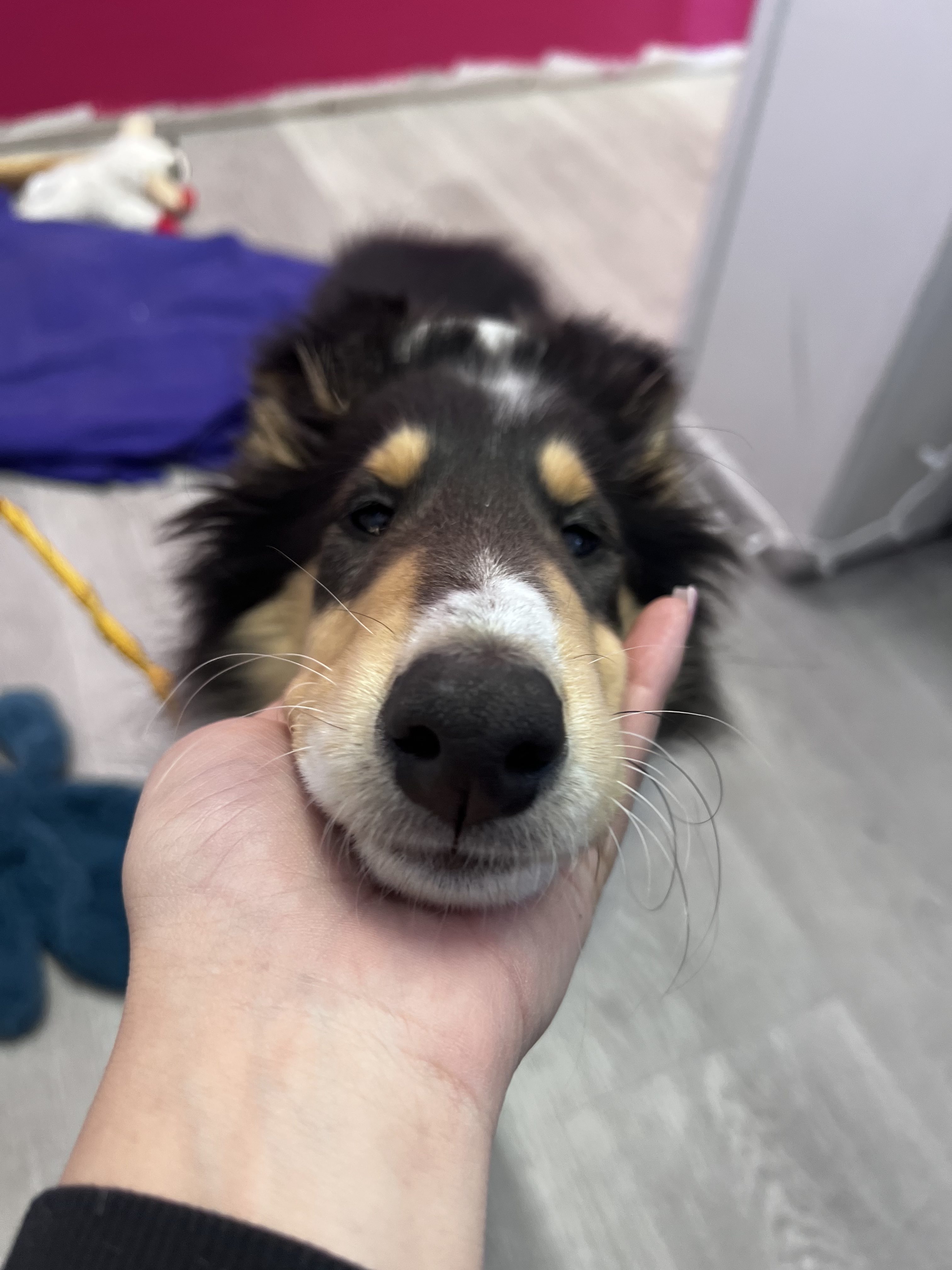 Collie service dog puppy, errorless service dogs, service dog in training.