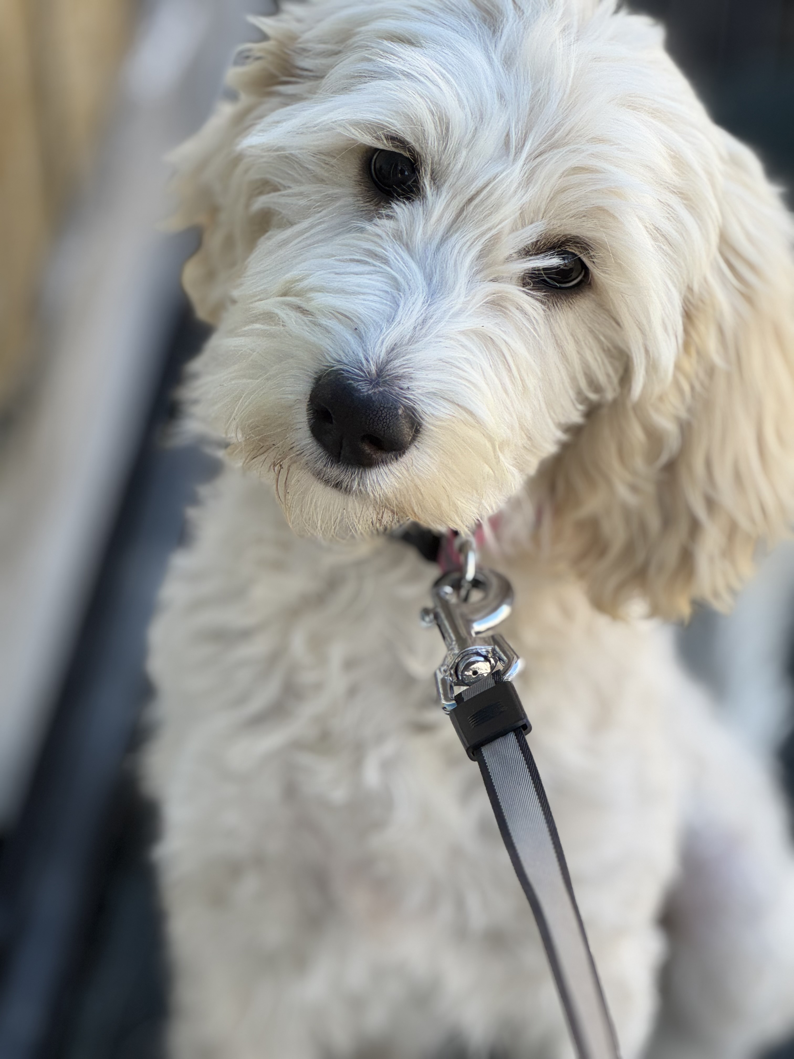 Golden doodle Puppy, golden doodle sdit, service dog prospect golden doodle puppy